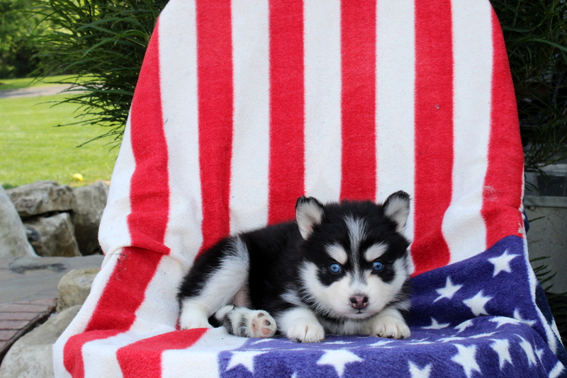 puppy, for, sale, Pomsky, Matthew B. Stoltzfus, dog, breeder, Gap, PA, dog-breeder, puppy-for-sale, forsale, nearby, find, puppyfind, locator, puppylocator, aca